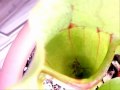 Plantas Carnivoras Sarracenia Purpurea