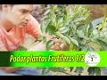 Poda De Arboles Frutales De 2 Años