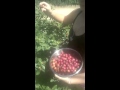 Arboles Frutales Autoctonos De Uruguay