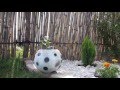 Plantas Ornamentales Para Jardines Pequeños