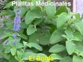 Plantas Curativas Boldo