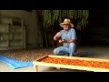 Plantas Curativas Mexicanas