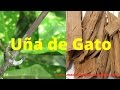Plantas Curativas Chaya