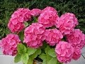Plantas Ornamentales Wikipedia Enciclopedia Libre