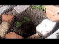 Huertos Familiares En Zonas Tropicales