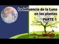 Plantas Ornamentales Uruguay