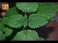 Plantas Curativas Con Sus Nombres