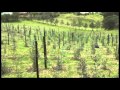 Arboles Frutales De Clima Frio