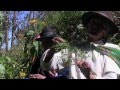 Plantas Curativas Del Peru