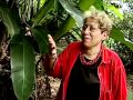 Comision De Plantas Ornamentales Guatemala