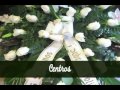 Arreglos Florales 50 Años