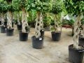 Venta De Plantas Ornamentales En Mexico