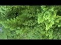 Plantas Ornamentales Brasil