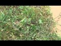 Plantas Curativas Con Nombres