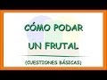 Poda De Arboles Frutales Albaricoque