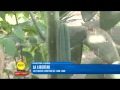 La Biblia De Las Plantas Medicinales Y Curativas