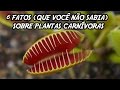 Quantas Especies De Plantas Carnivoras Existem No Brasil