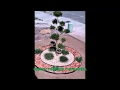 Diseño De Jardines Chihuahua