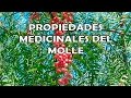 Plantas Ornamentales Uruguay
