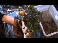 Arboles Frutales Kumquat