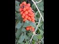 Plantas Curativas Con Sus Nombres