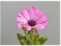 Plantas Ornamentales Resistentes Ala Salinidad
