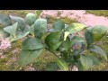 Arboles Frutales Clima Frio