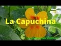 Plantas Curativas Para Los Bronquios
