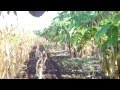 Arboles Frutales En El Salvador
