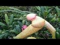 Documental Plantas Carnivoras Online