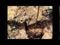 Arboles Frutales Nispero