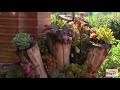 Diseño De Jardines Con Piedras Y Troncos