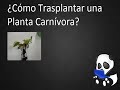 Infojardin 16 Plantas Carnivoras