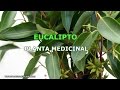 Plantas Curativas Con Nombres