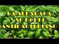 Plantas Curativas Albahaca