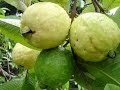 Arboles Frutales Guayaba