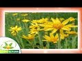 Plantas Curativas Con Sus Nombres