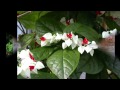 Plantas Ornamentales Colgantes