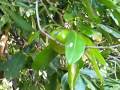 Arboles Frutales Zapote
