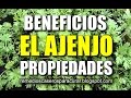 Plantas Curativas Ajenjo