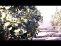 Arboles Frutales Kaki