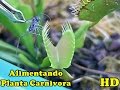 Plantas Carnivoras Y Su Alimentacion
