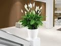 Plantas Ornamentales Interior Poca Luz