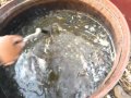 Abonos Para Los Arboles Frutales