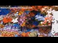 Arreglos Florales Zona 9
