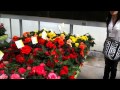 Plantas Ornamentales Tuberosas