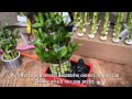 Decoracion De Jardines Con Cañas De Bambu