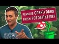 Porque As Plantas Carnivoras Fazem Fotossintese