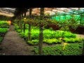 Plantas Ornamentales Venta