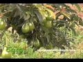 Arboles Frutales Aguacate Hass